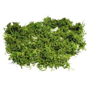 Musgo Vegetal Natural Semi Seco - 50g