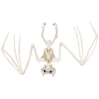Esqueleto de murcilago - 30 cm