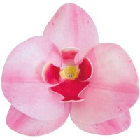 10 Orqudeas Rosas 8,5 x 7,5 cm - Azyme