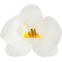 10 Orqudeas Blancas 8,5 x 7,5 cm - Azyme